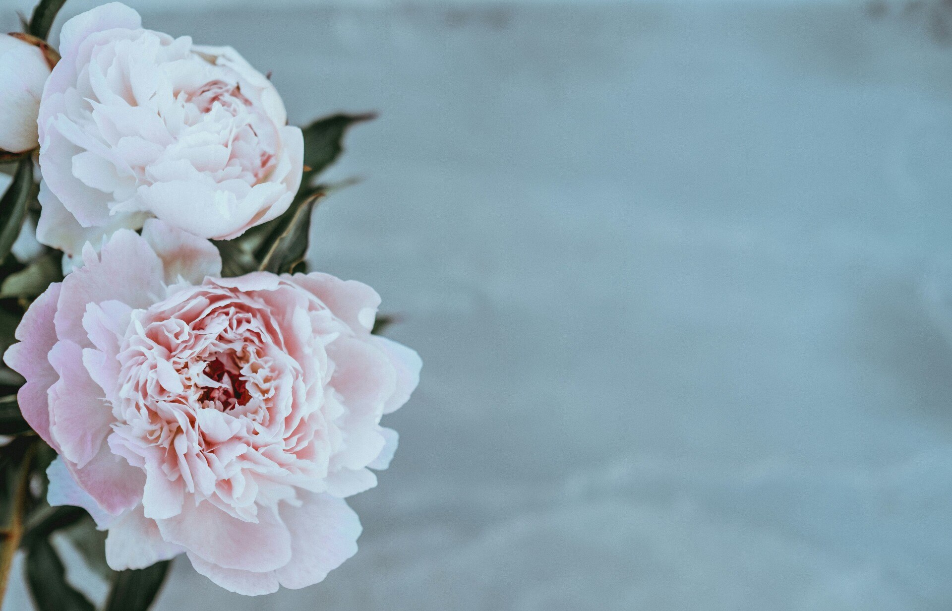 How to Design White and Pink Floral Arrangements for a Romantic Wedding